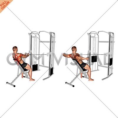 Cable Incline Rear Delt Fly with Back Support (male)