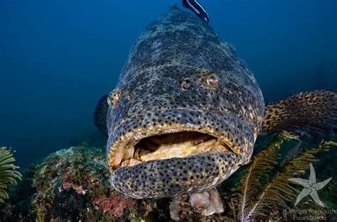 Creature Feature: Goliath Grouper - Sea of Change