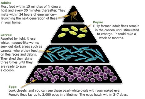 Flea Control Guide - Lodi Veterinary Care