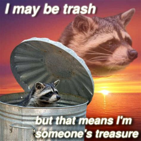 Raccoon Meme Excellent