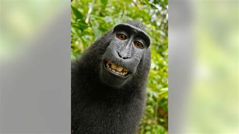 Animal-rights lawyers sue to give macaque monkey the copyright of disputed selfie photos | Fox News