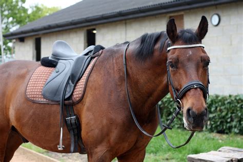 The 3 Best English Saddles: Reviews & Buying Guide - Equineigh