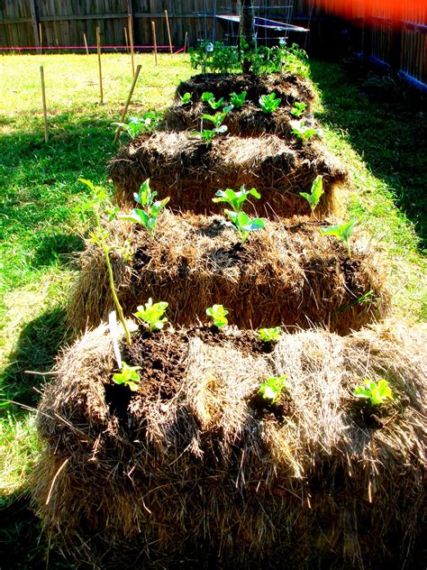 The Glig Life: Hay Bale Gardening