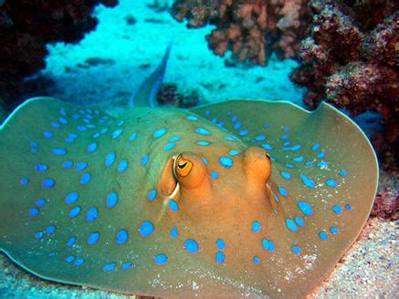 Blue spotted stingray – Branson's Wild World