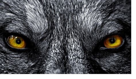 Wolf Eyes Wallpapers - Wallpaper Cave