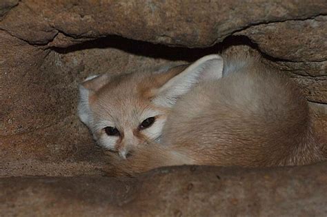 Where does the fennec fox live? (Fennec fox habitat) - Cloud Information and Distribution