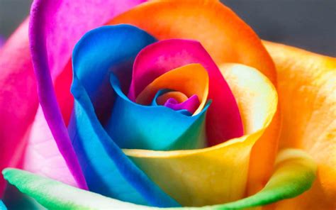 beverlyhillsroses-rainbow-rose - Beverly Hills Roses