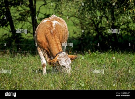 pasture with a grazing cow Stock Photo - Alamy