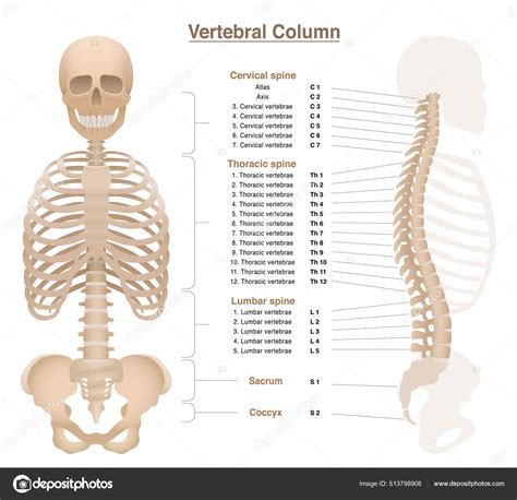 Skeleton Spine Thorax Pelvic Bone Skull Labeled Vertebral Column Chart Stock Vector by ©Furian ...