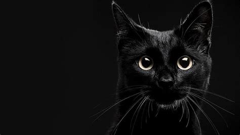 Black Cat Background HD wallpaper | Pxfuel