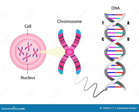 Diagrama De La Estructura Del Cromosoma Y Del ADN Ilustración del Vector - Ilustración de ...