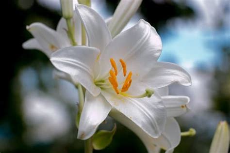 Planting Easter Lilies Outside - Trillium Living