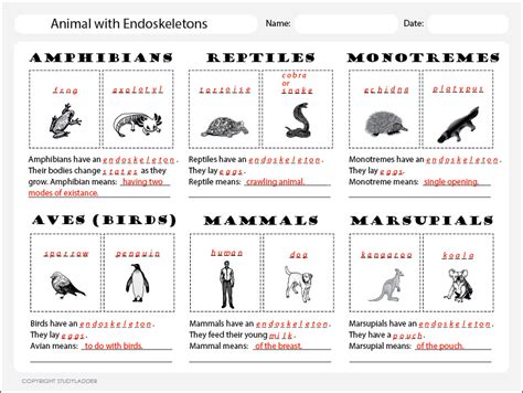 Animal Classification Chart 1 Answers - Studyladder Interactive Learning Games