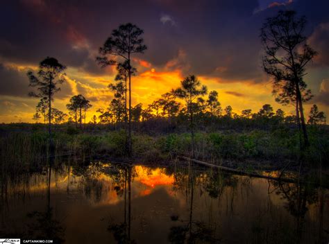 JW Corbett Wildlife Management Area Sunset Over Pine Forest