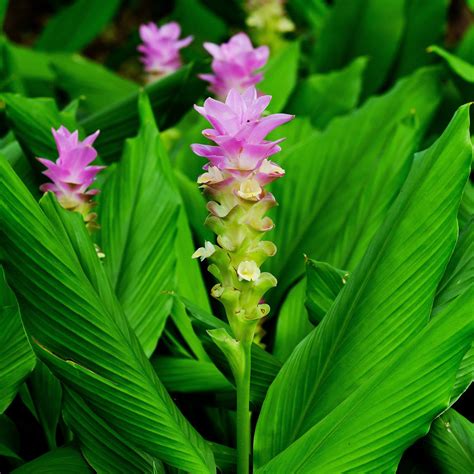 Curcuma Longa | Turmeric Root | Flowering Ginger Curcuma Longa Rhizomes – Easy To Grow Bulbs