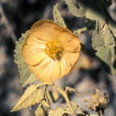 Pelotazo (Abutilon incanum) in the Abutilons Database - Garden.org