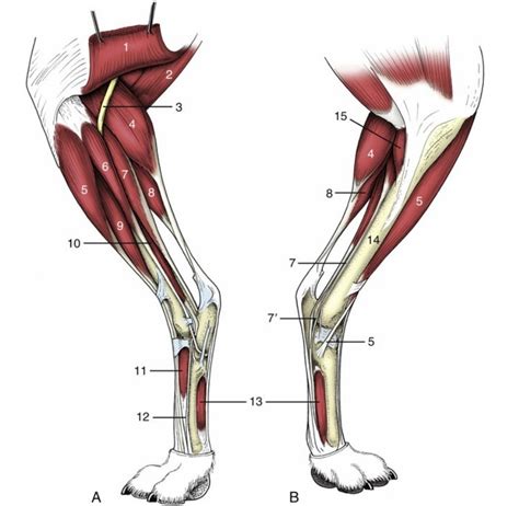 Deep Muscles of the Hindlimb Diagram | Quizlet