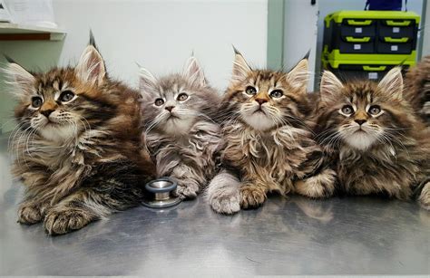 These Maine coon kittens : r/aww