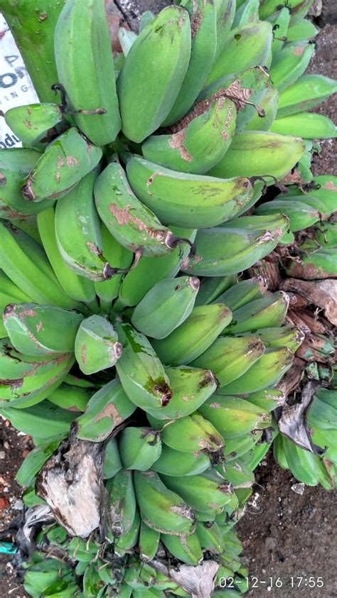 Mengenal Pisang Kepok Yang Kaya Manfaat - SEO KILAT