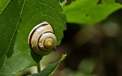 Wonderful Shapes in Nature: Desktop Wallpaper