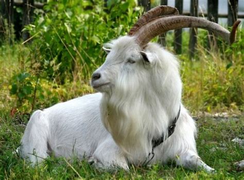 50+ Best Goat Haircuts (2024 Guide)