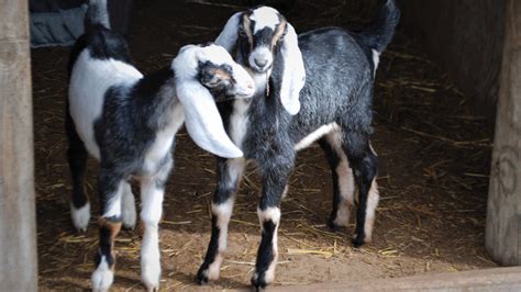 nubian_goats - Hobby Farms