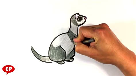 How to Draw a Cute Ferret - Easy Pictures to Draw - YouTube