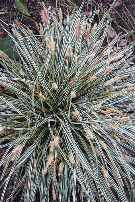 Learn about Carex oshimensis Everest PP 20955 | Everest Weeping Sedge | Perennial Encyclopedia ...