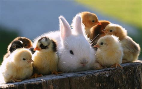 Baby Animals Wallpaper