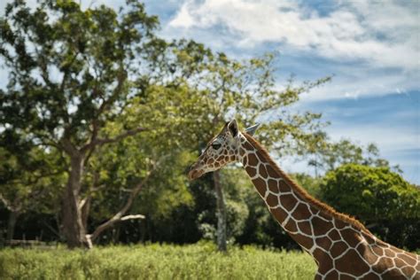 77 Coron Palawan Zoo Royalty-Free Photos and Stock Images | Shutterstock