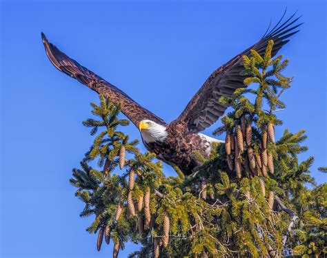 Falcon Images: Wingspan Of Golden Eagle