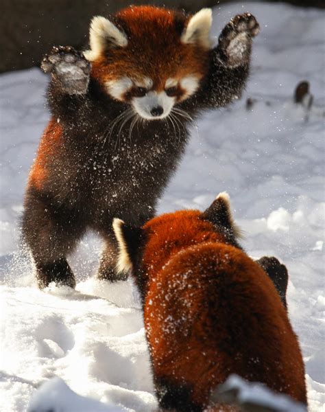 Red pandas playing in snow : r/pics