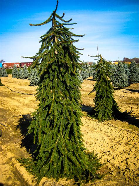 Weeping Norway Spruce For Sale Online | The Tree Center