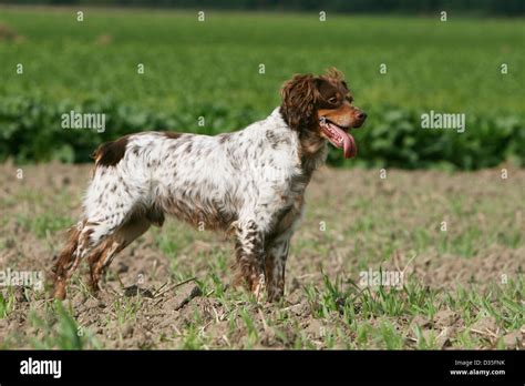 Dog Brittany Spaniel / Epagneul breton adult (liver tricolor) standing in a field Stock Photo ...