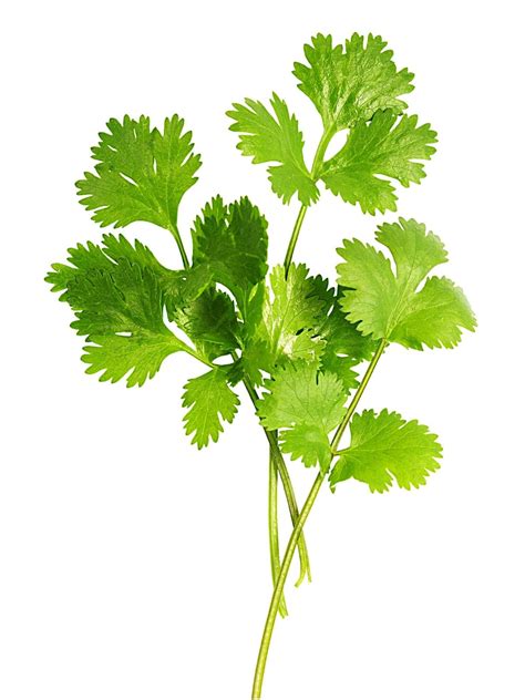 Cilantro vs Coriander: Are They The Same? | Spice and Life