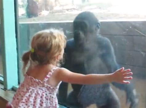 Baby Gorilla Befriends Little Girl (VIDEO)