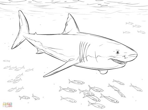 Shark Outline Drawing at PaintingValley.com | Explore collection of Shark Outline Drawing