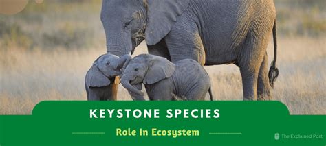 Keystone species; Definition, Role in ecosystem, examples