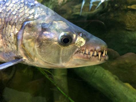 Fish Smiling and Showing Their Teeth To a Spearfisher Underwater, while Hunting Stock Photo ...