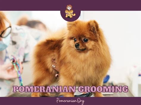 Pomeranian Grooming Explained: Learn How to Groom a Pomeranian Dog