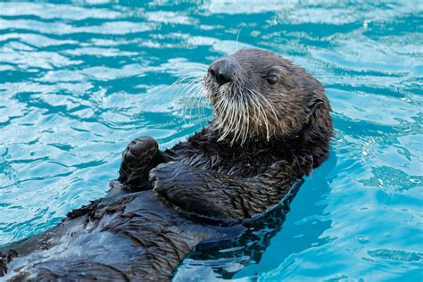 Alaskan Sea Otters coming to National SEA LIFE Centre Birmingham in ...