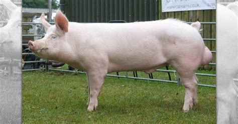 Pig Breeds – R Amazing