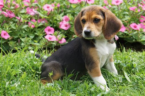 Beagle Puppy For Sale Millersburg OH Female Mindy – AC Puppies LLC