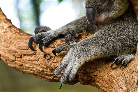 Best Koala Claws Stock Photos, Pictures & Royalty-Free Images - iStock