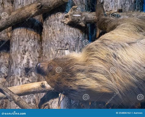 Sloth Hanging Upside Down on a Tree Branch Stock Photo - Image of forest, animals: 254806162