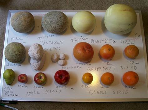 Fibroid Sizes Chart In Mm