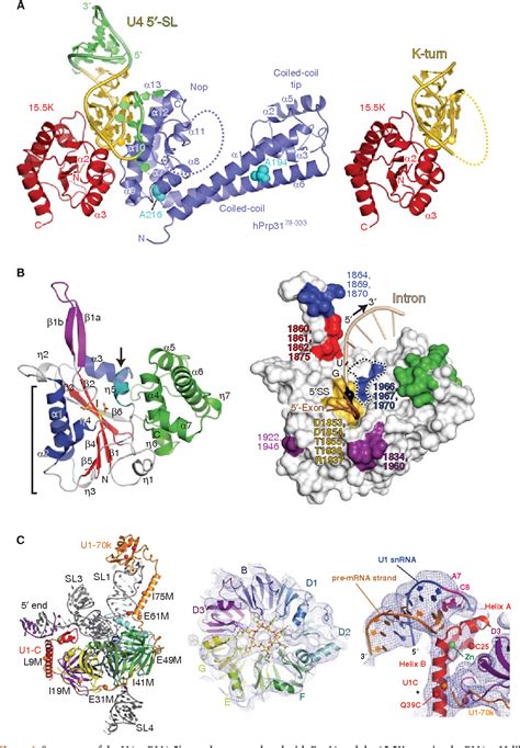 [PDF] Spliceosome structure and function. | Semantic Scholar