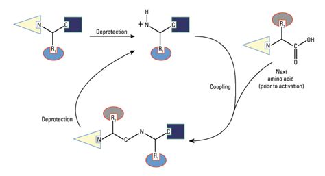 Peptide Synthesis – Extreme Peptides