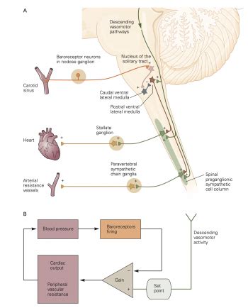 Baroreceptor reflex – Autonomic Nervous System Physiology