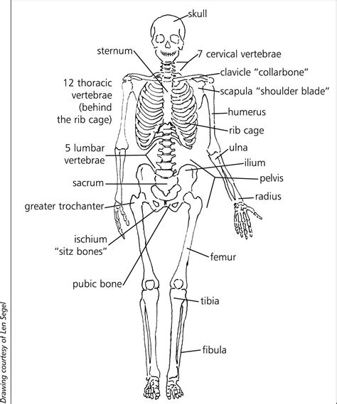 10 Top Skeletal System Coloring Pages